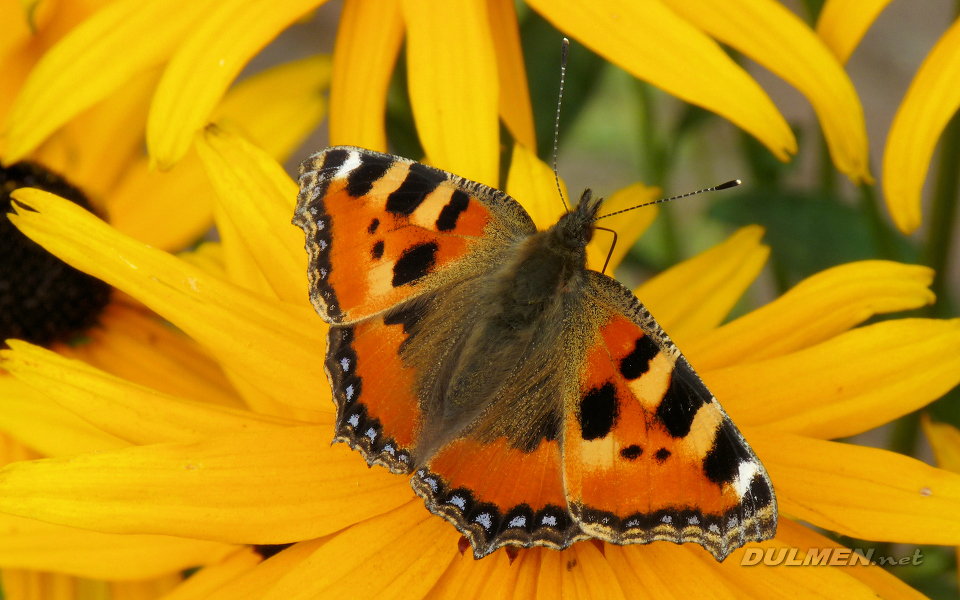 Small Tortoiseshell (Nymphalis urticae)